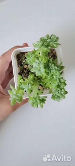 Суккулент Эхеверия