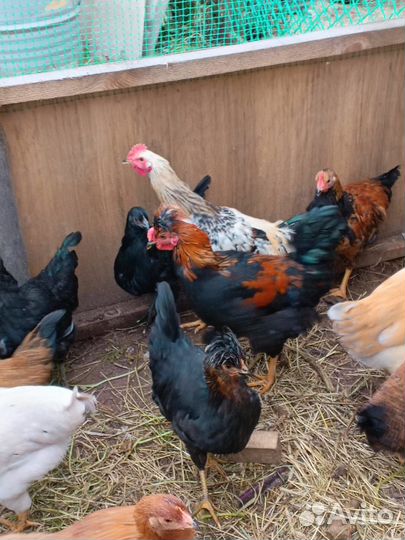 Продаются петухи