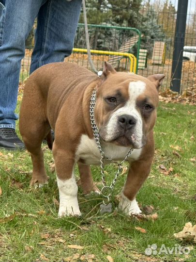 Американский булли, мощный щенок, 6 мес