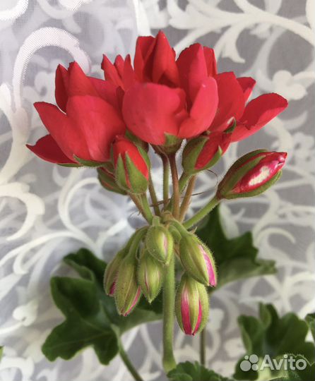 Пеларгония тюльпановидная