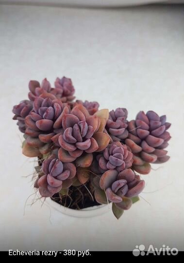 Суккуленты 2