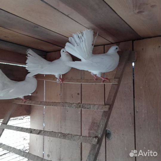 Голуби павлины молодежь