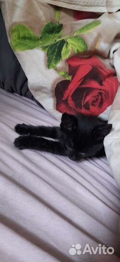 Котята в дар бесплатно