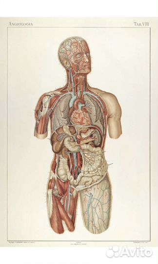 Репетитр по анатомии и гистологии