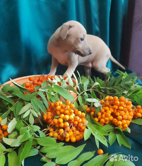 Щенки левретки