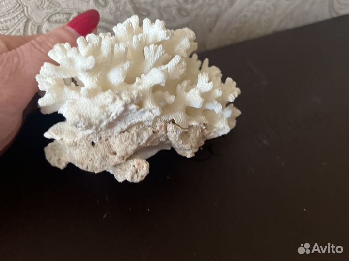 Натуральный коралл