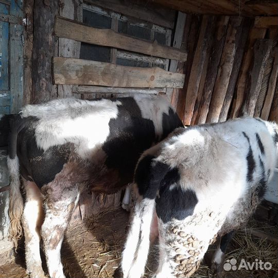 Крс Быки бычки телки