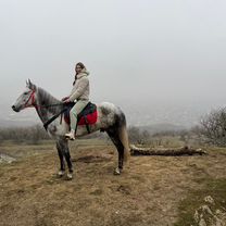 Конные прогулки, Махачкала