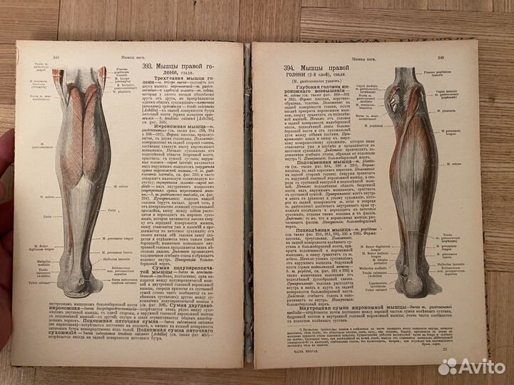 1918 Атлас по анатомии человека Шпальтегольц