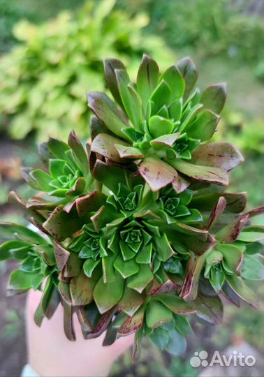 10 Эониум, Крассула