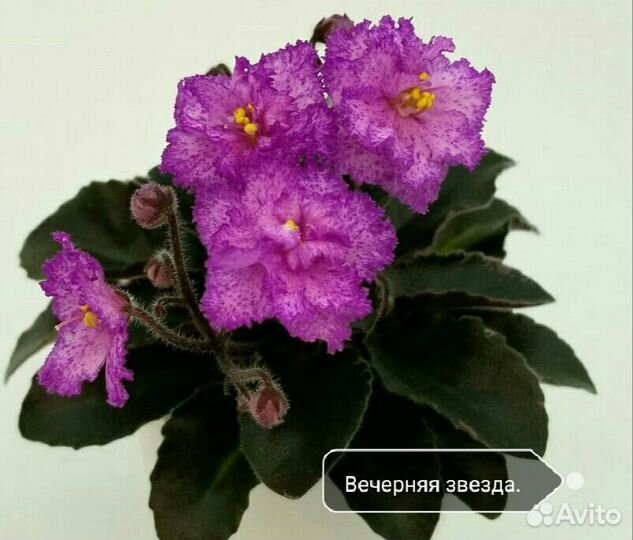 Листы мини фиалок