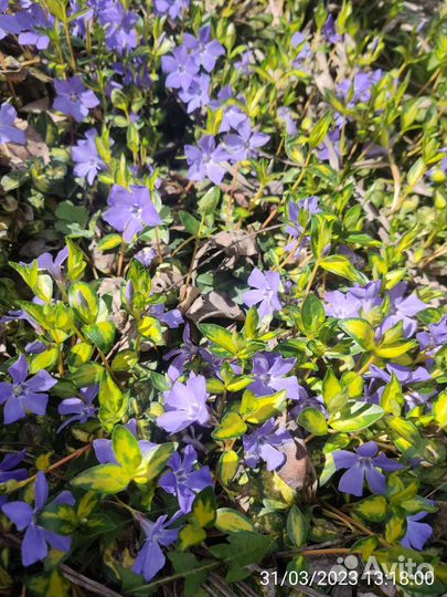 Бересклеты, барвинок, молодило