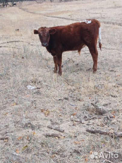 Корова дойная с теленком