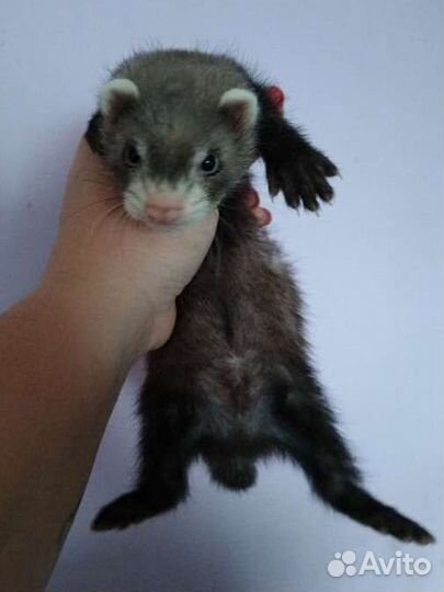 Хорек