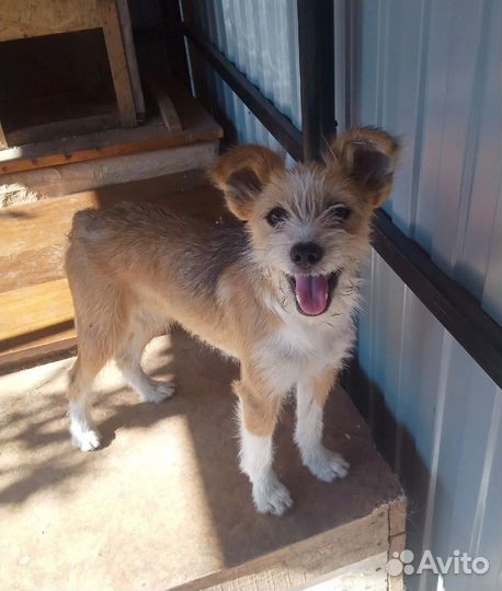 Маленькая собака в добрые руки