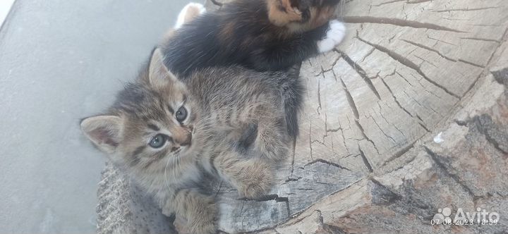 Котята в добрые руки бесплатно