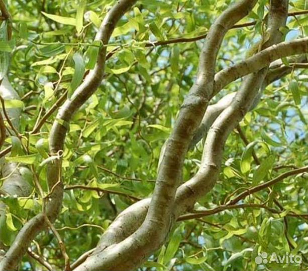 Ива извилистая, кудрявая