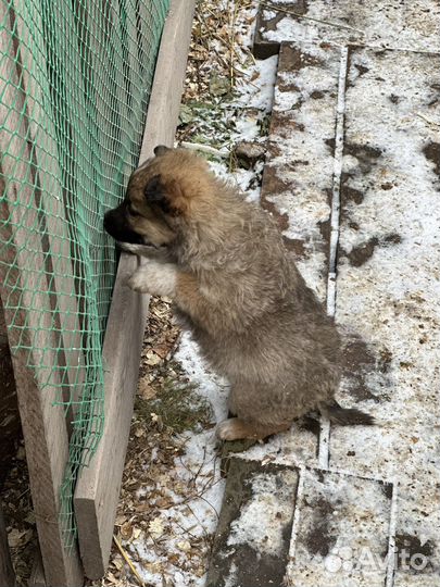 Щенок мальчик