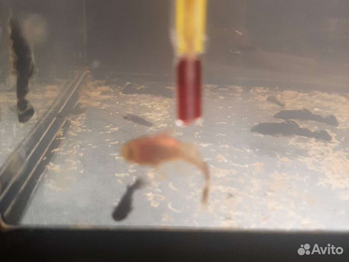 Аквариумные рыбки