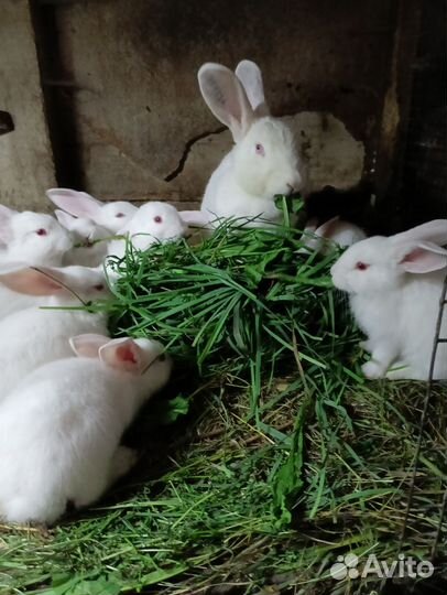 Крольчата паннон