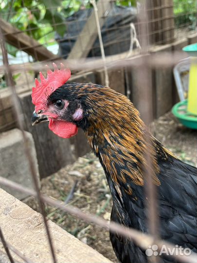 Петух петухи