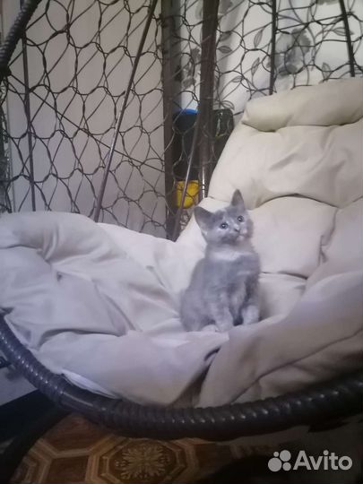 Скоттиш - страйт, девочка