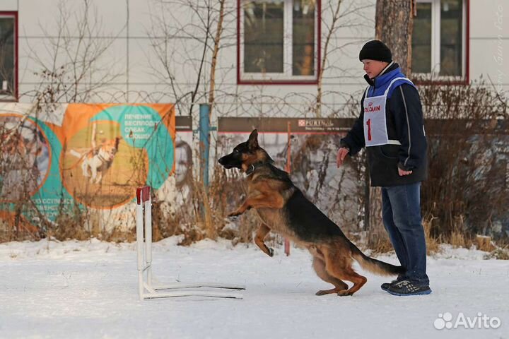 Дрессировка собак. Подготовка к выставкам