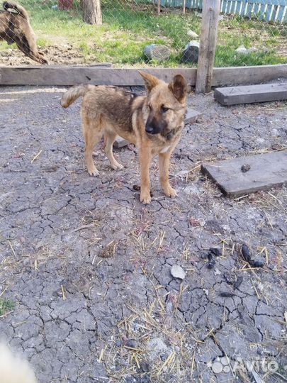 Щенок девочка 8 месяцев