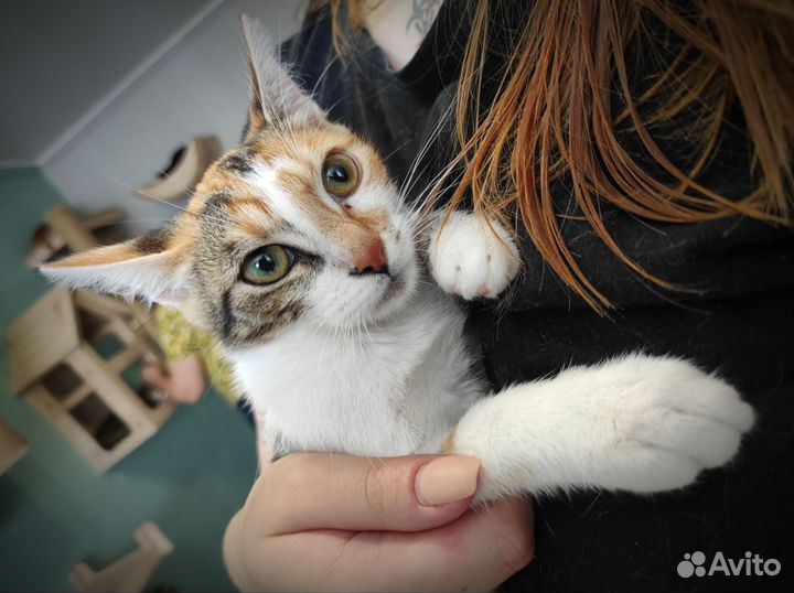 Котенок девочка в добрые руки