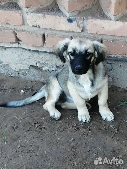 Отдам в добрые руки