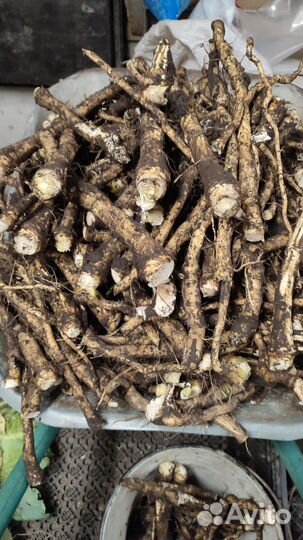 Корень,листья хрена