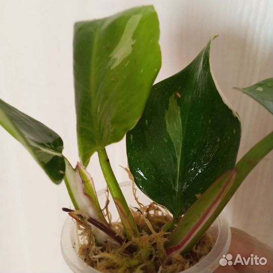 Филодендрон белая принцесса, Фил. бурле макс