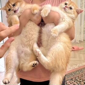 Котята золотая шиншилла