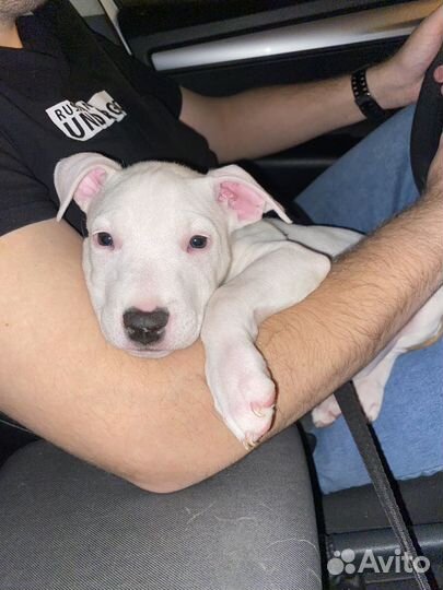 Бультерьер