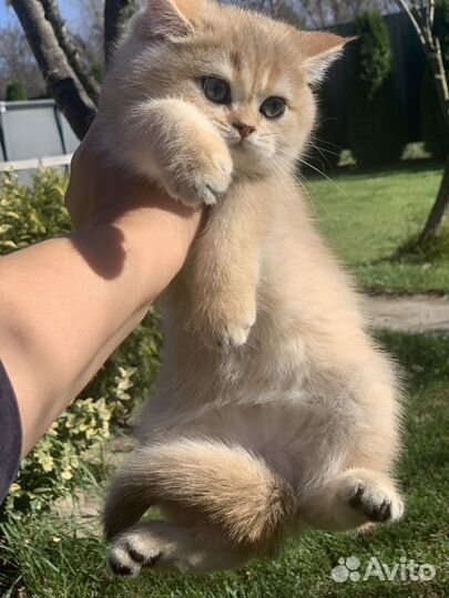 Британская кошка