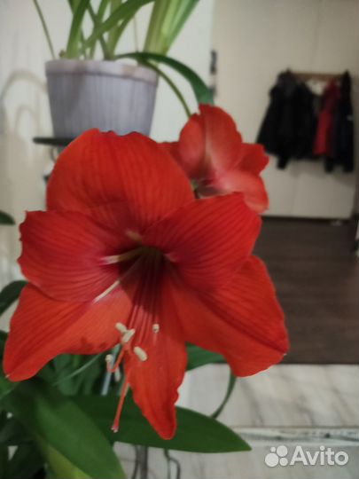 Гиппеаструм амариллис с горшком