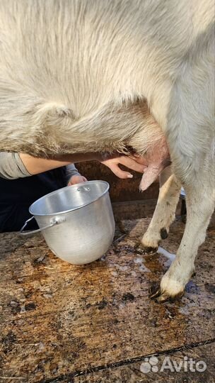 Продаю дойную козу
