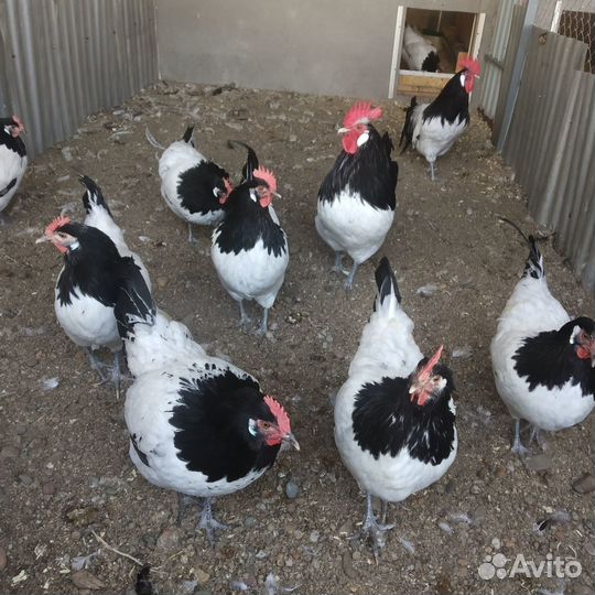 Инкубационное яйцо маран, амераукана, лакенфельдер