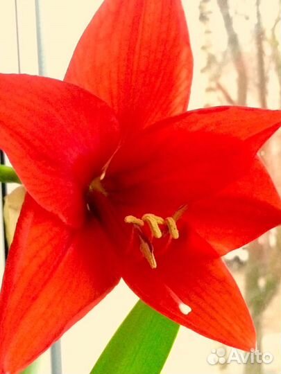 Гиппеаструм или комнатная лилия