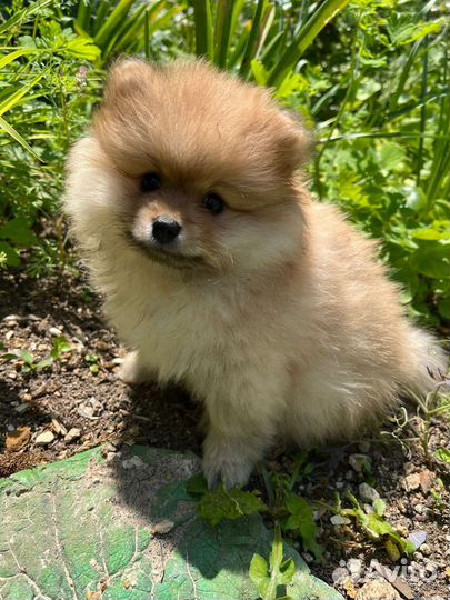 Щенки шпица