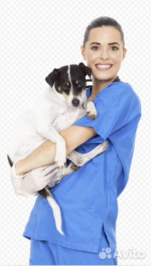 Ветеринарный врач