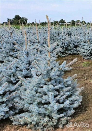 Ель голубая Блю Даймонд