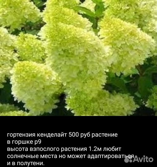 Гортензия
