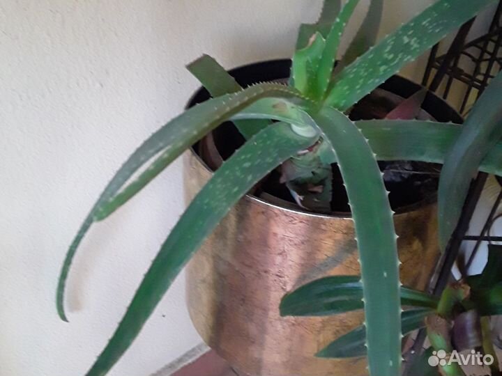 Алоэ столетник