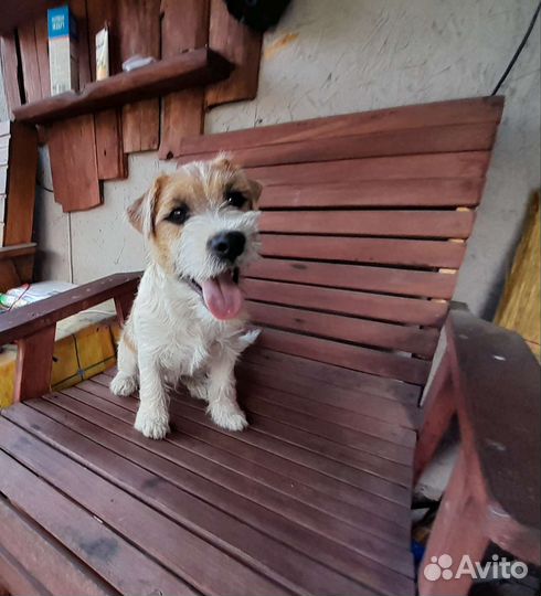 Мальчик Джек Рассел терьера