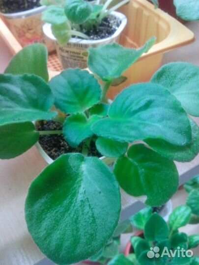 Детки фиалочек