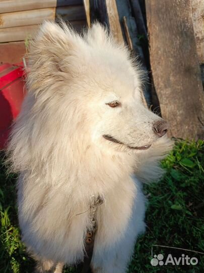 Щенки самоеда