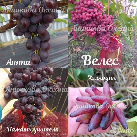 Саженцы и черенки винограда