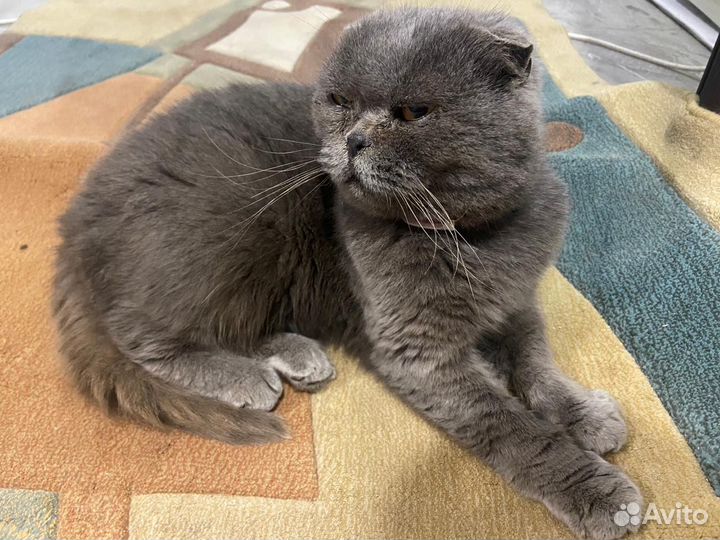 Шотландская кошка