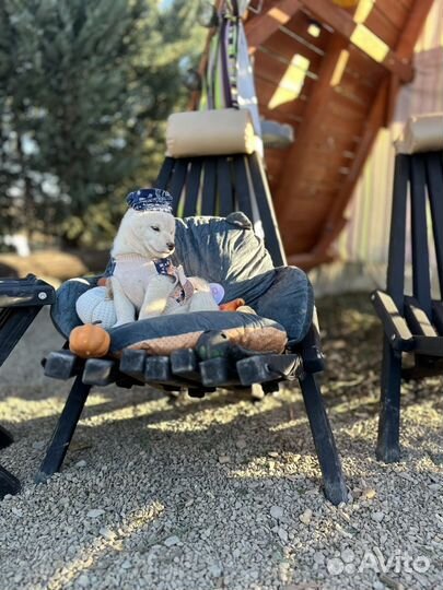 Девочка сиба ину (шиба ину)